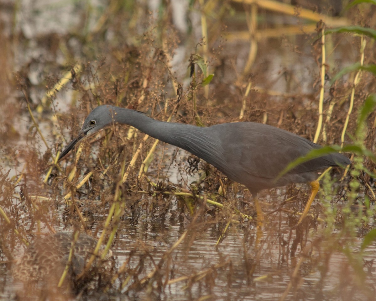 Slaty Egret - ML616197287