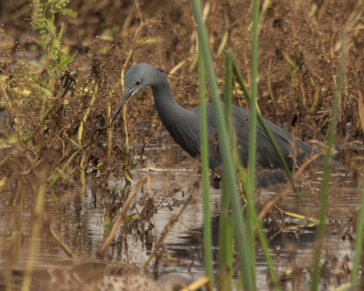 Slaty Egret - ML616197289