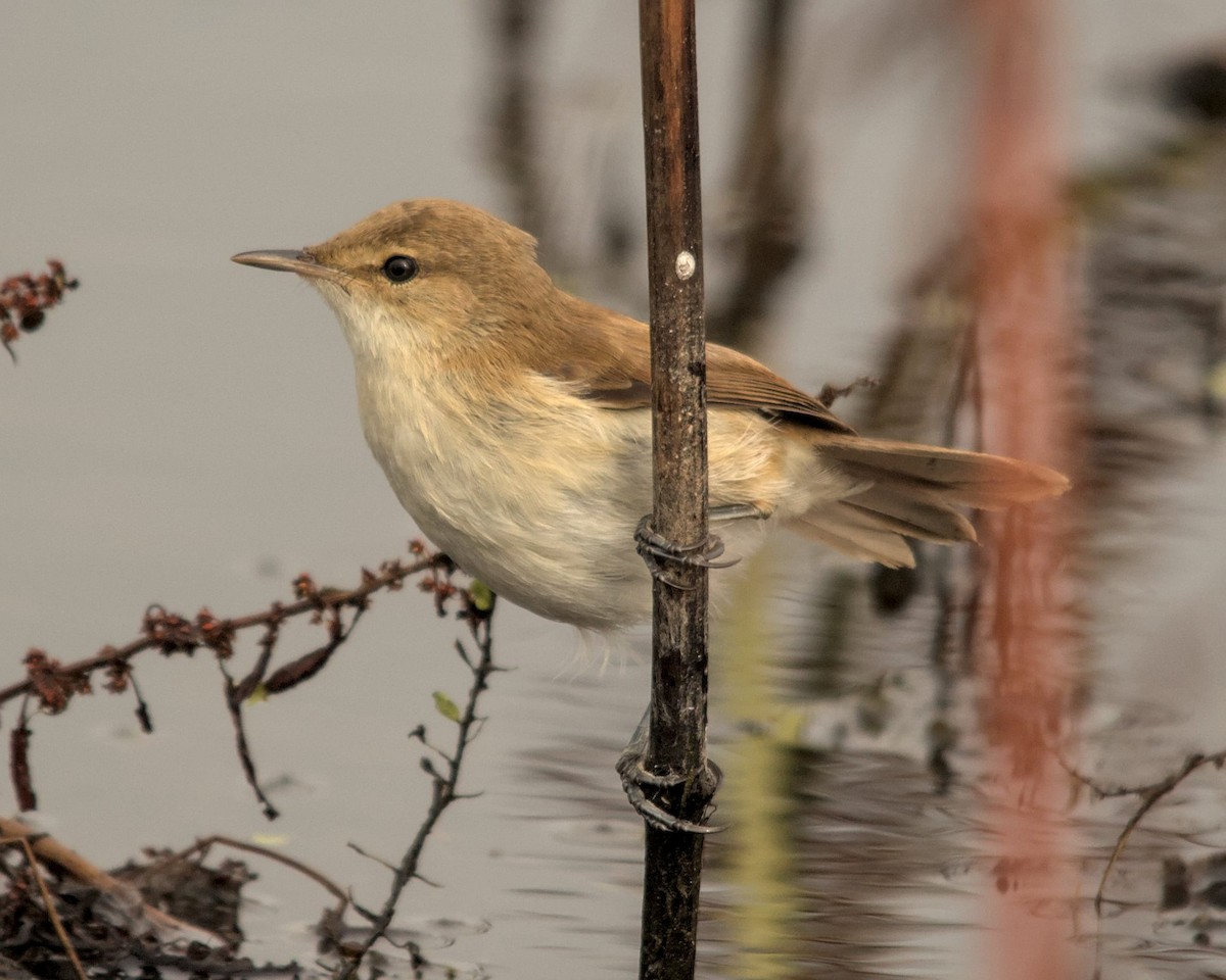 Lesser Swamp Warbler - ML616197301