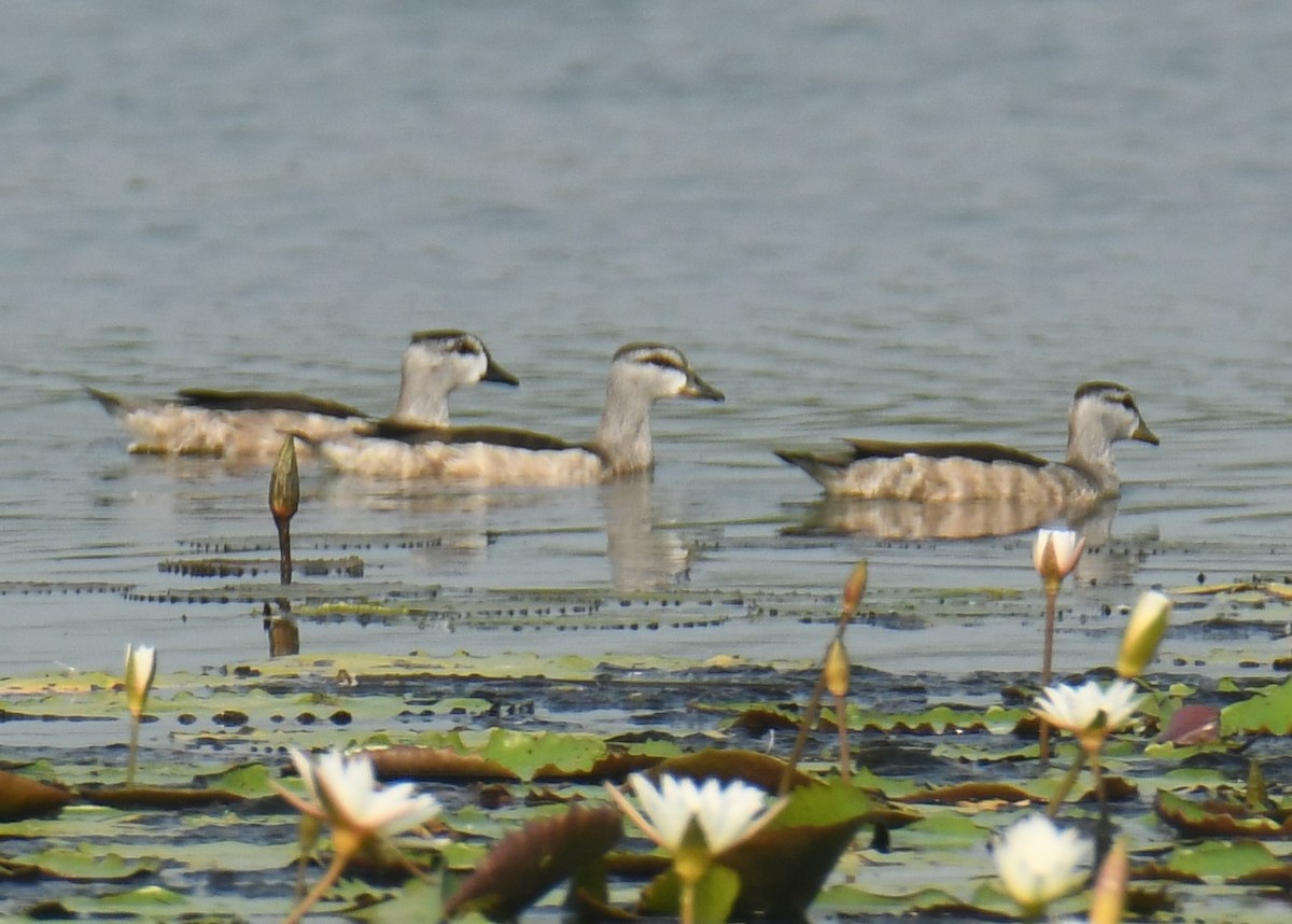 Cotton Pygmy-Goose - ML616197306