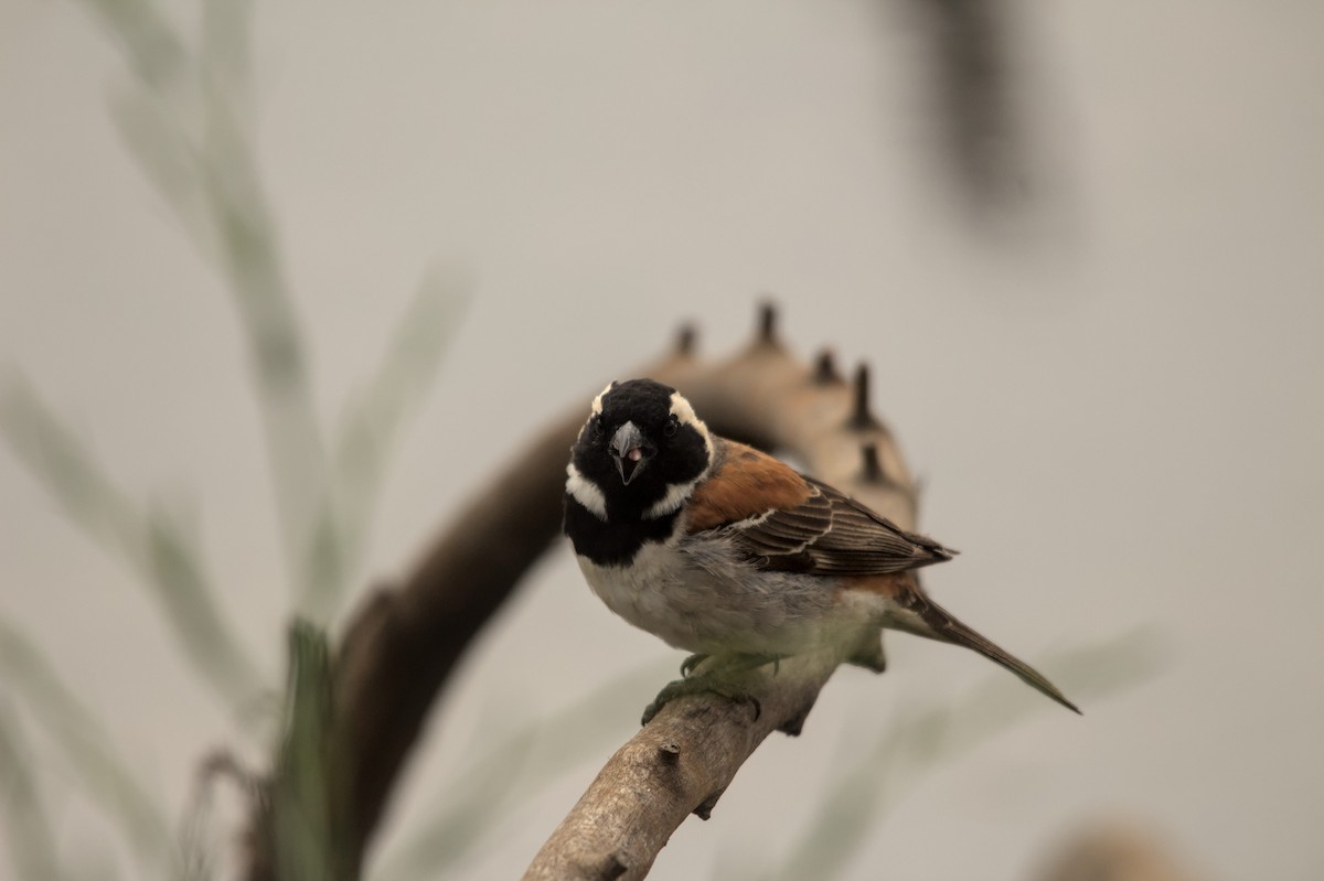 Cape Sparrow - ML616197346