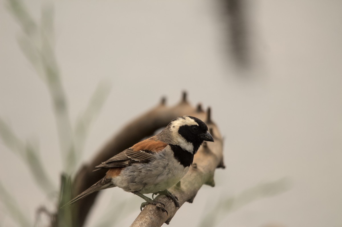 Moineau mélanure - ML616197347