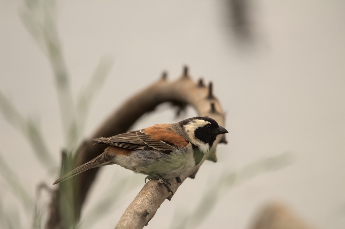 Cape Sparrow - ML616197348