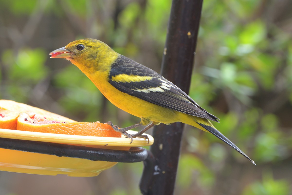 Western Tanager - Daniela  Souza