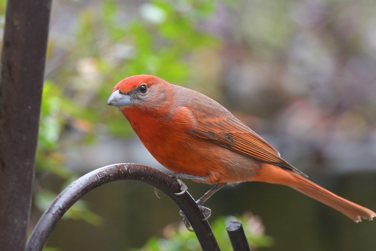 Hepatic Tanager - Daniela  Souza