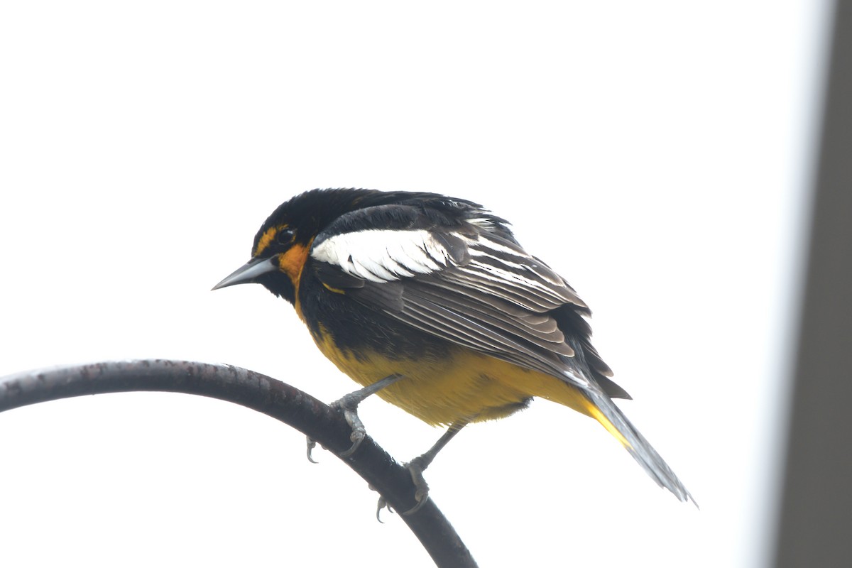 Black-backed Oriole - ML616197383