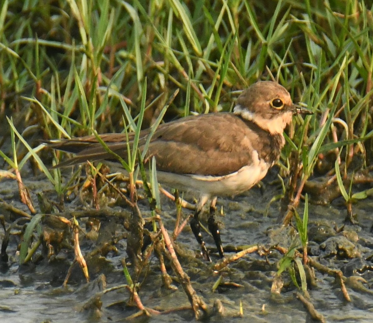 Little Ringed Plover - Mohanan Choron