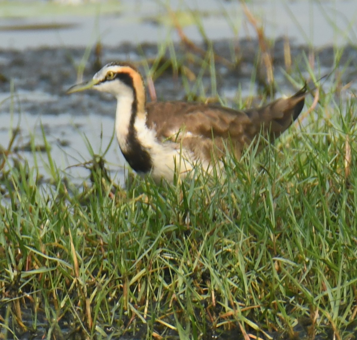 Pheasant-tailed Jacana - Mohanan Choron