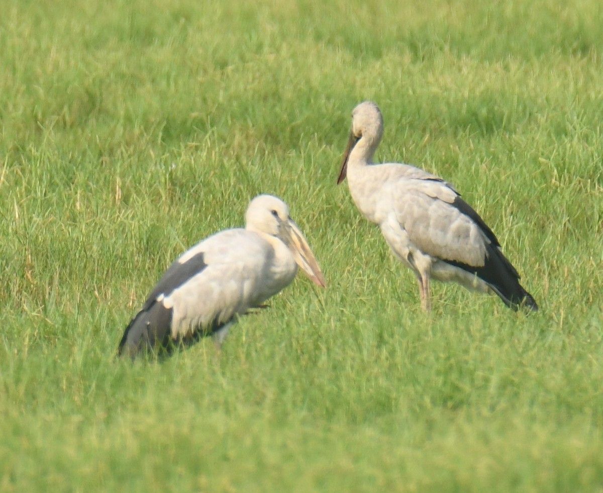 Asian Openbill - ML616197415