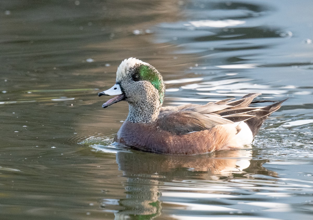 American Wigeon - ML616197436