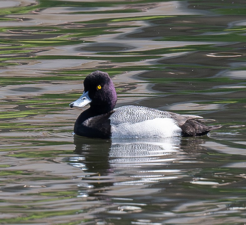 Lesser Scaup - ML616197458