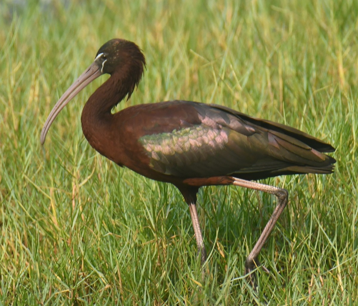 Glossy Ibis - ML616197466