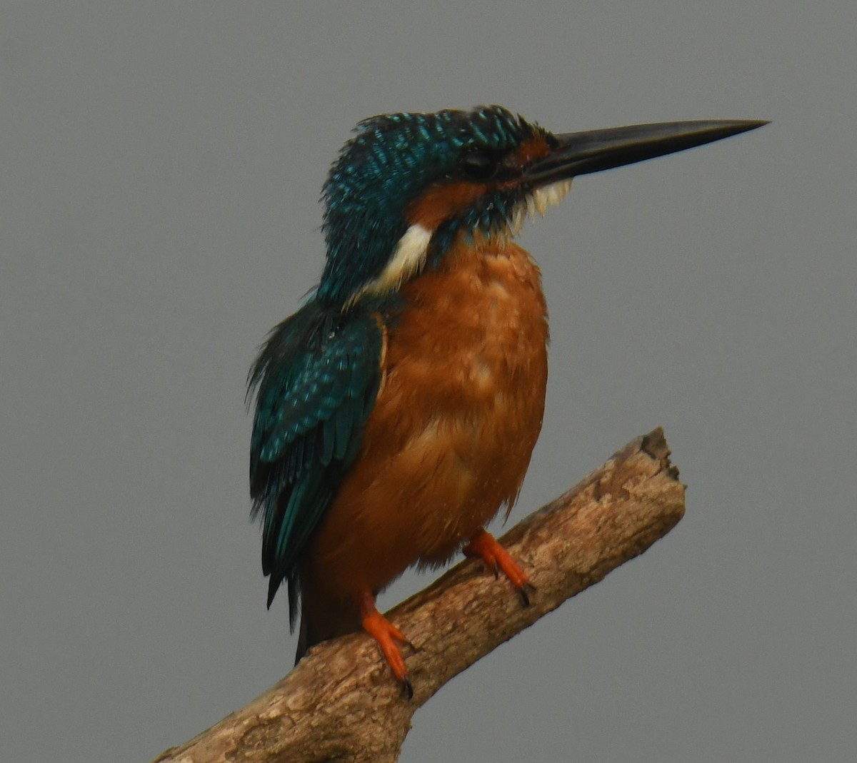 Common Kingfisher - Mohanan Choron