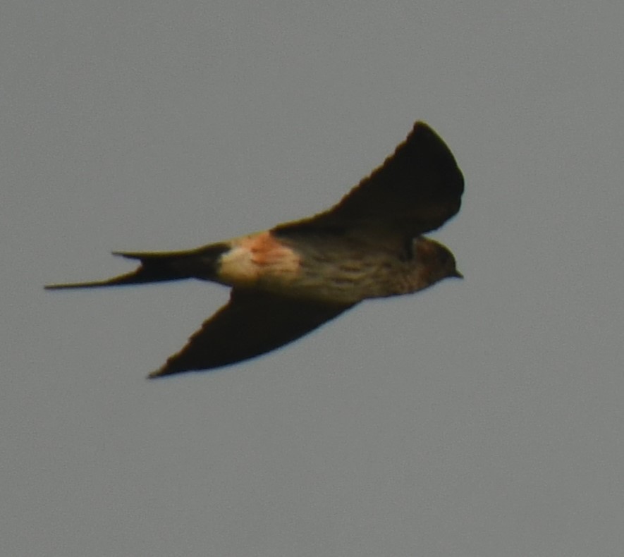 Red-rumped Swallow - Mohanan Choron