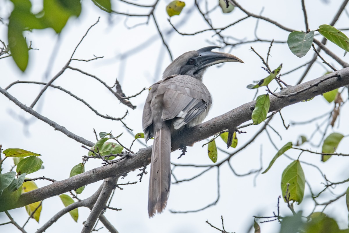 Indian Gray Hornbill - Tenzin  Jampa