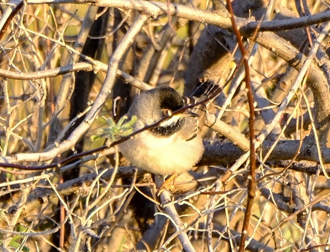 Rüppell's Warbler - ML616197664