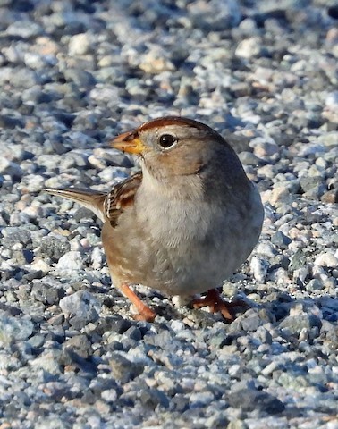 White-crowned Sparrow - ML616197669