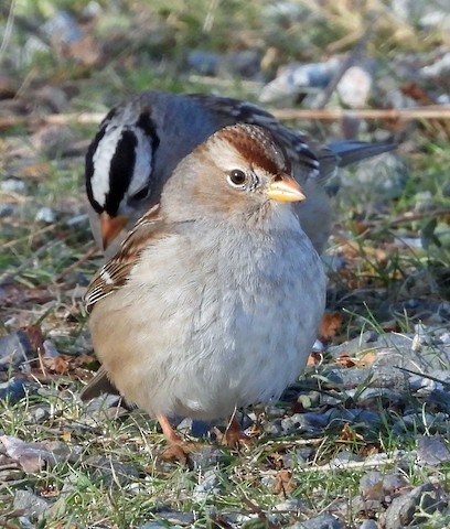 White-crowned Sparrow - ML616197670