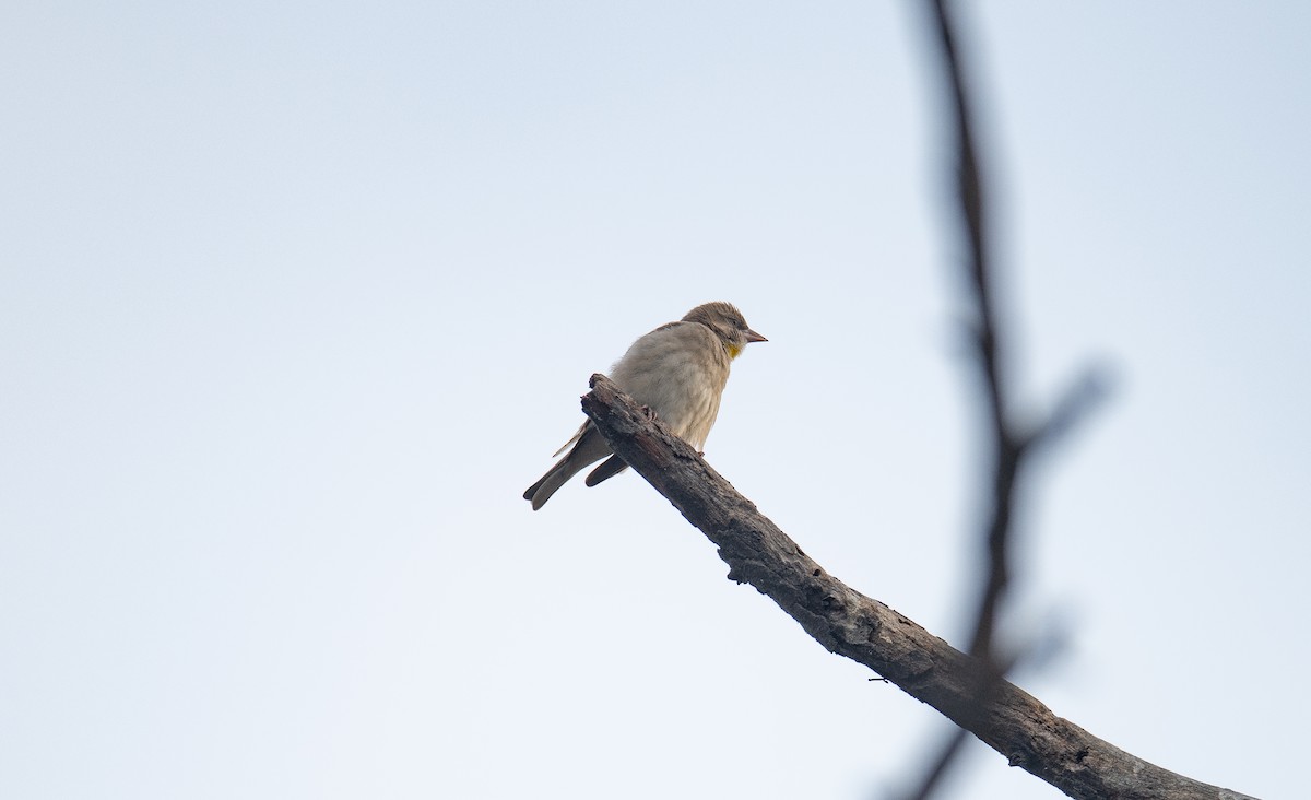 Yellow-throated Sparrow - Tenzin  Jampa