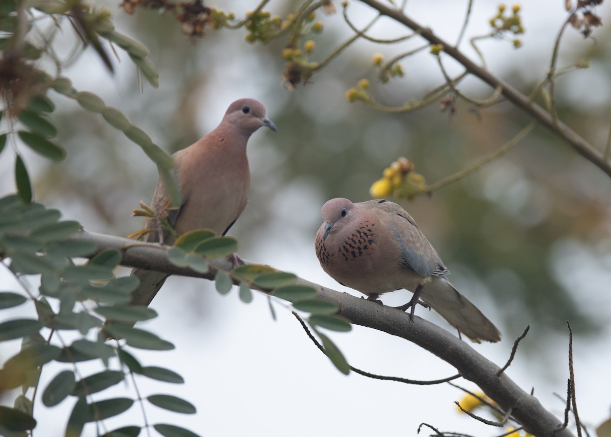 Laughing Dove - Tenzin  Jampa