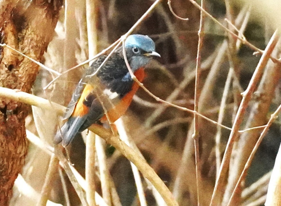 Blue-capped Rock-Thrush - ML616197693