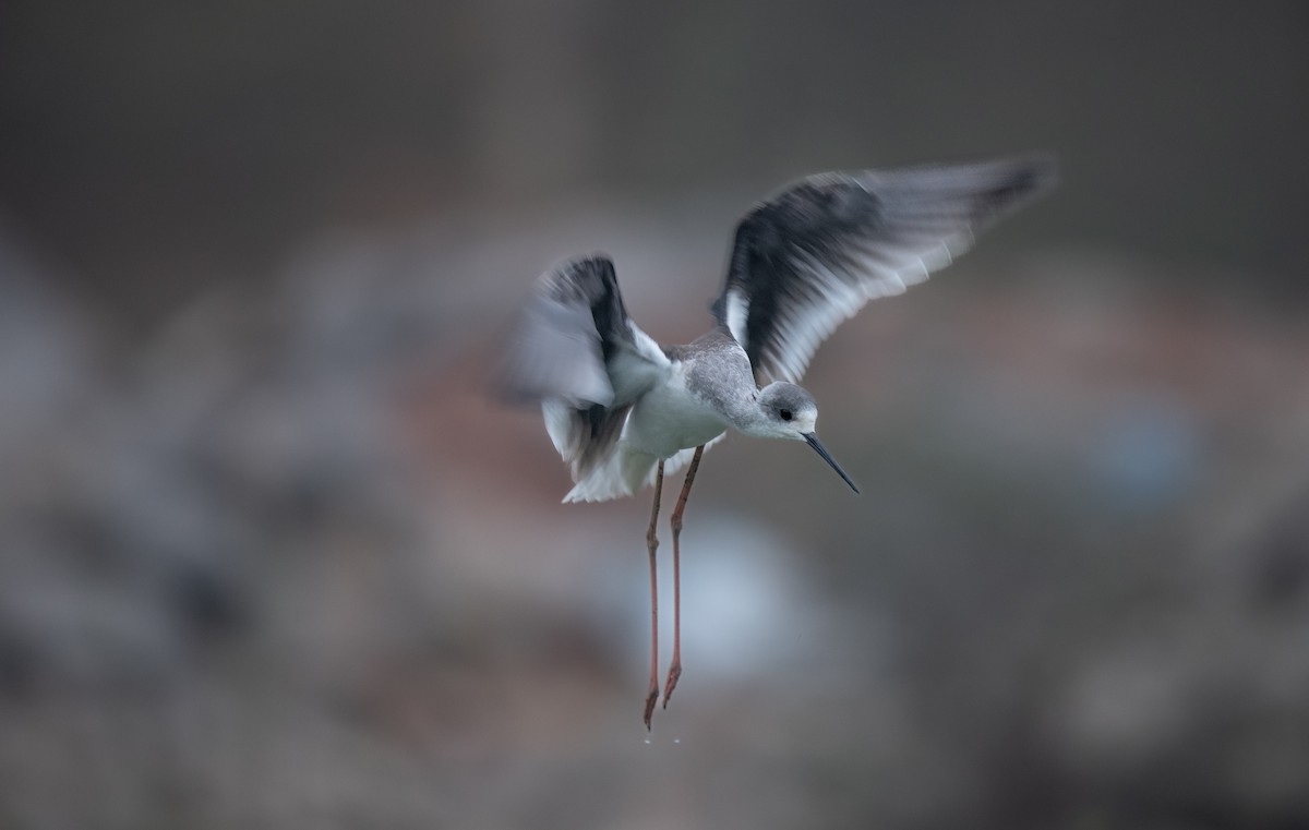 Black-winged Stilt - Tenzin  Jampa