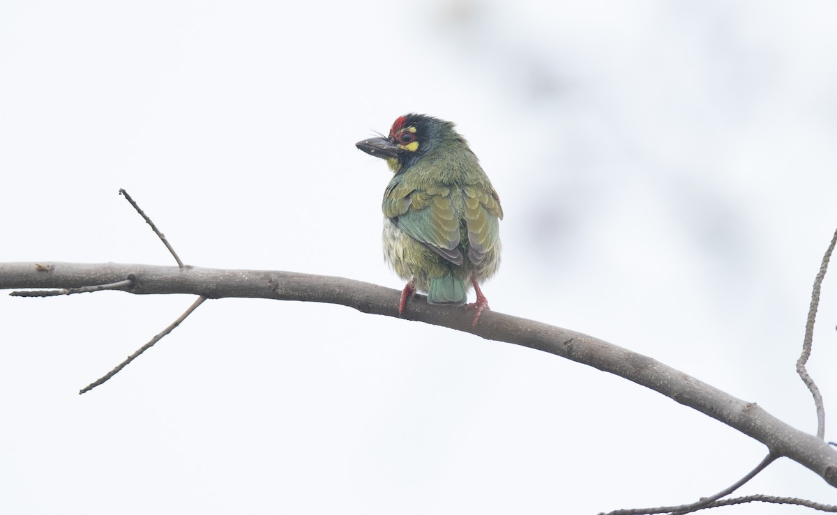 Coppersmith Barbet - Tenzin  Jampa