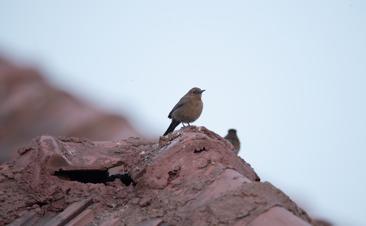 Brown Rock Chat - ML616197699