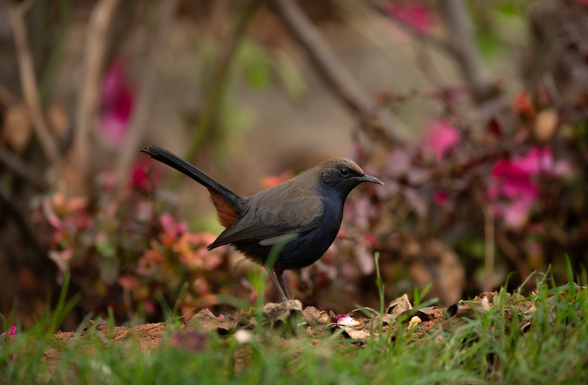 Indian Robin - Tenzin  Jampa