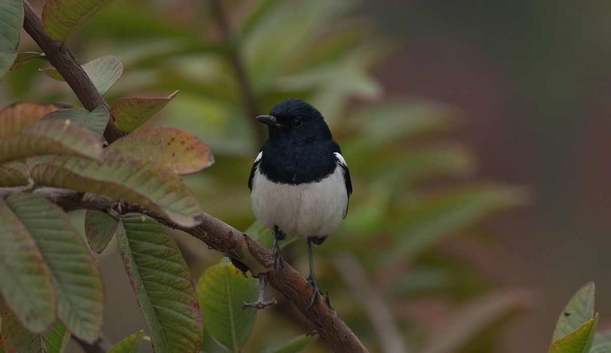 Oriental Magpie-Robin - Tenzin  Jampa