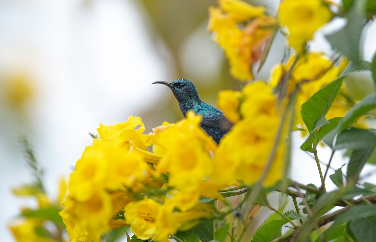 Purple Sunbird - Tenzin  Jampa