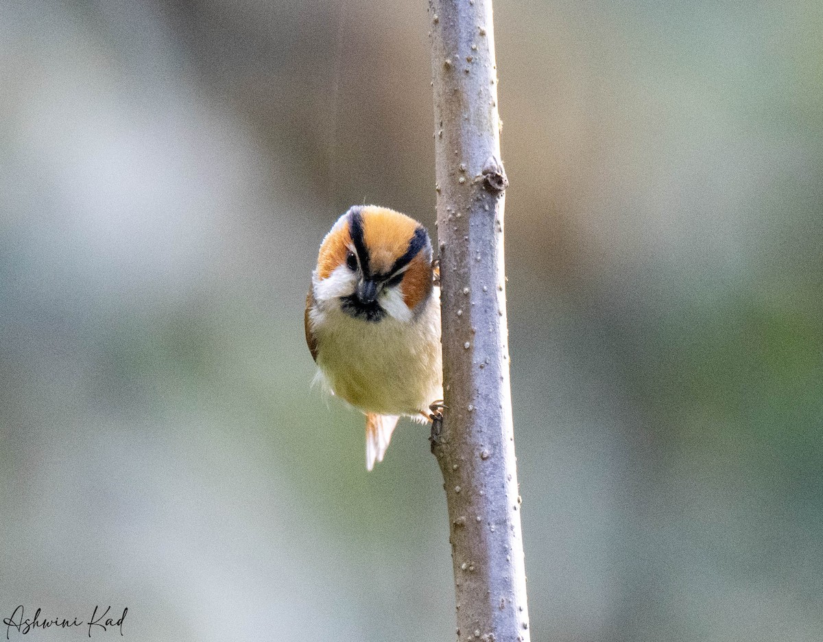 Black-throated Parrotbill - ML616197726