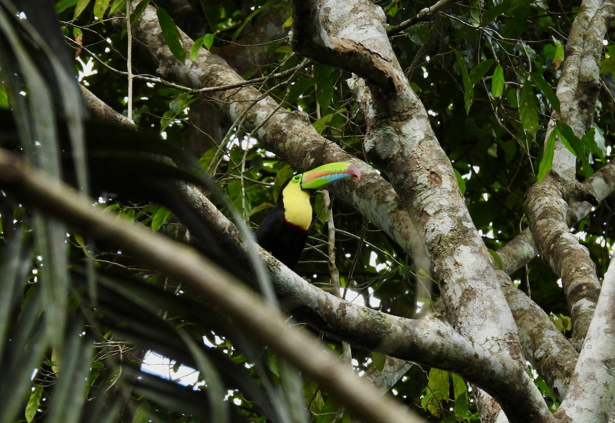 Keel-billed Toucan - ML616197756