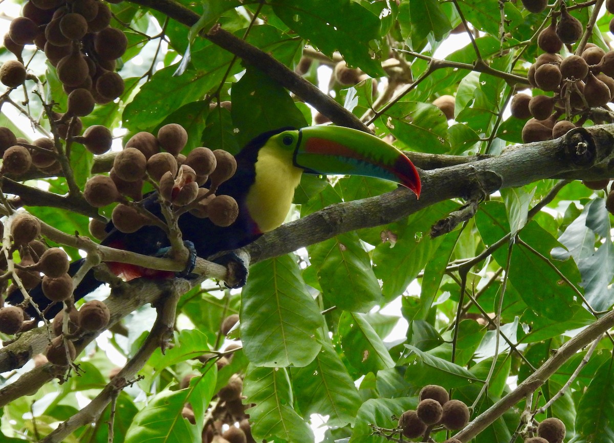 Keel-billed Toucan - ML616197757