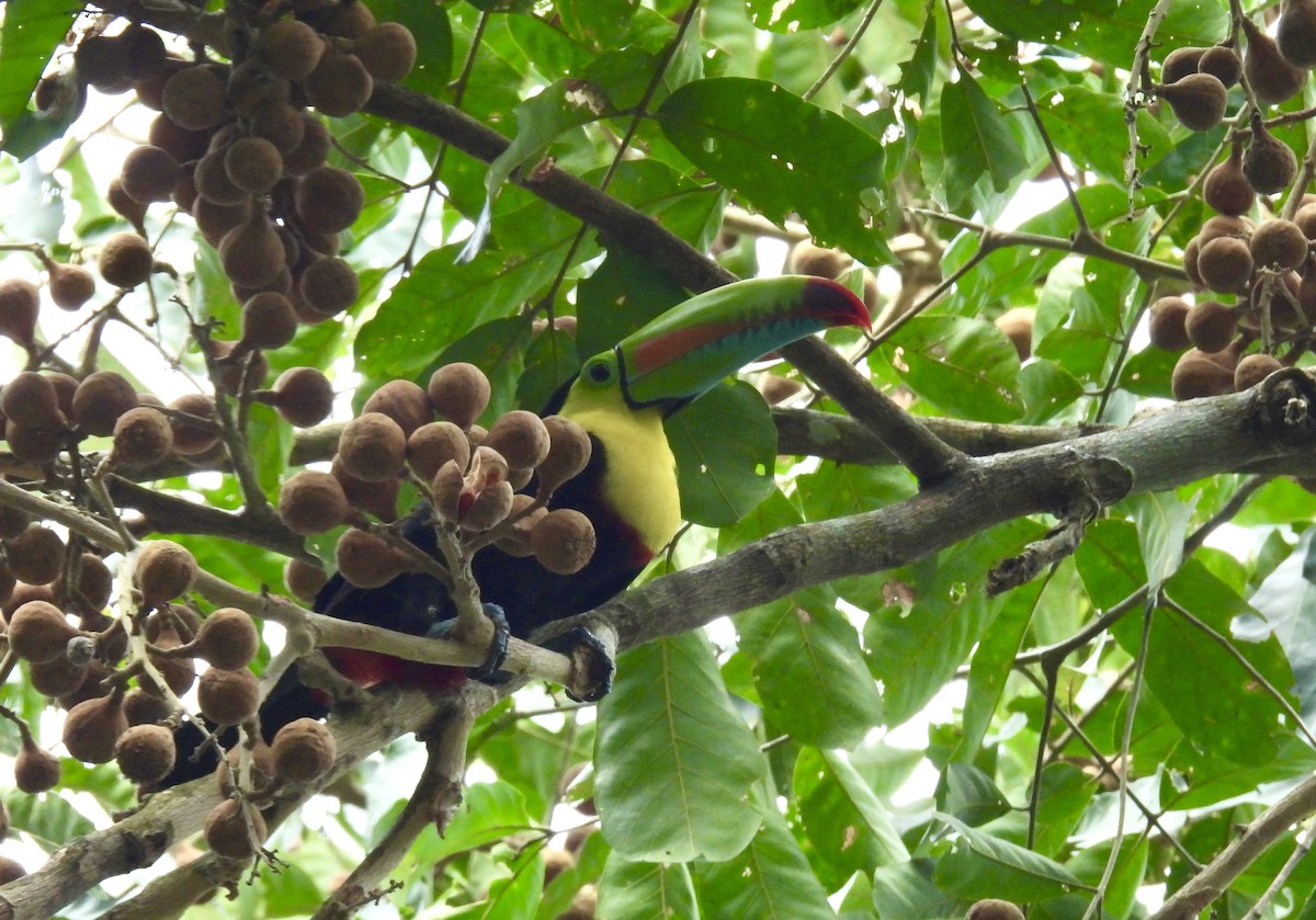 Keel-billed Toucan - ML616197758
