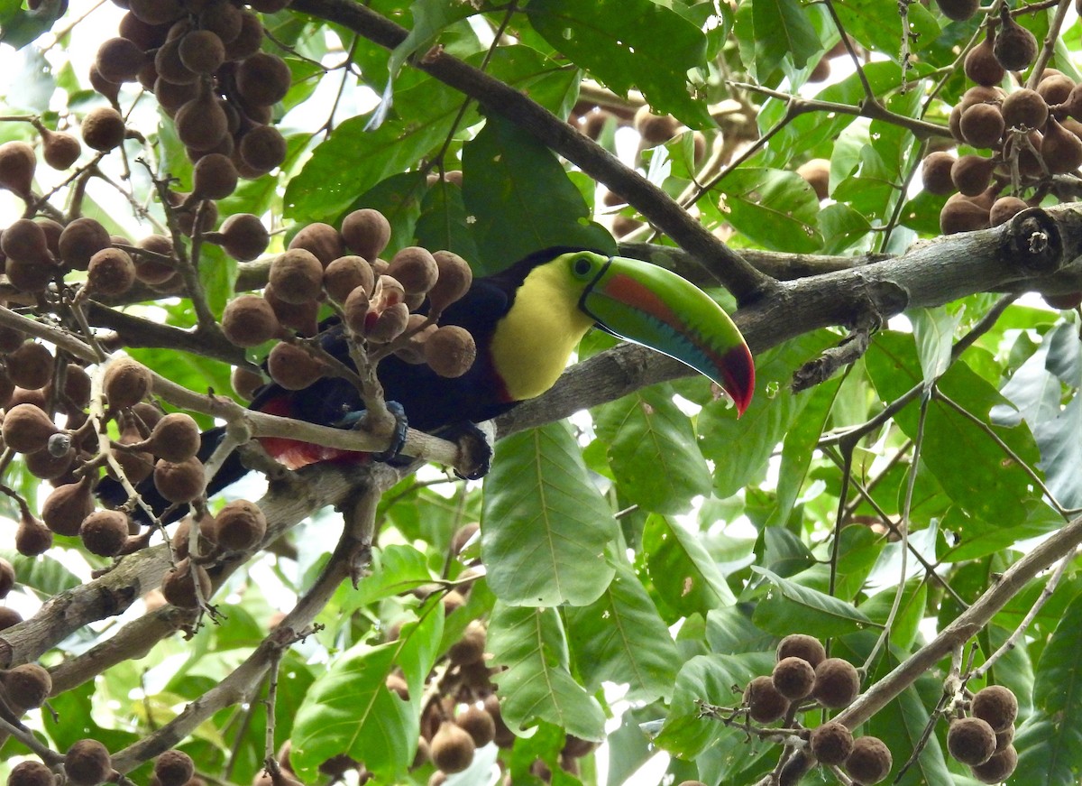 Keel-billed Toucan - ML616197759