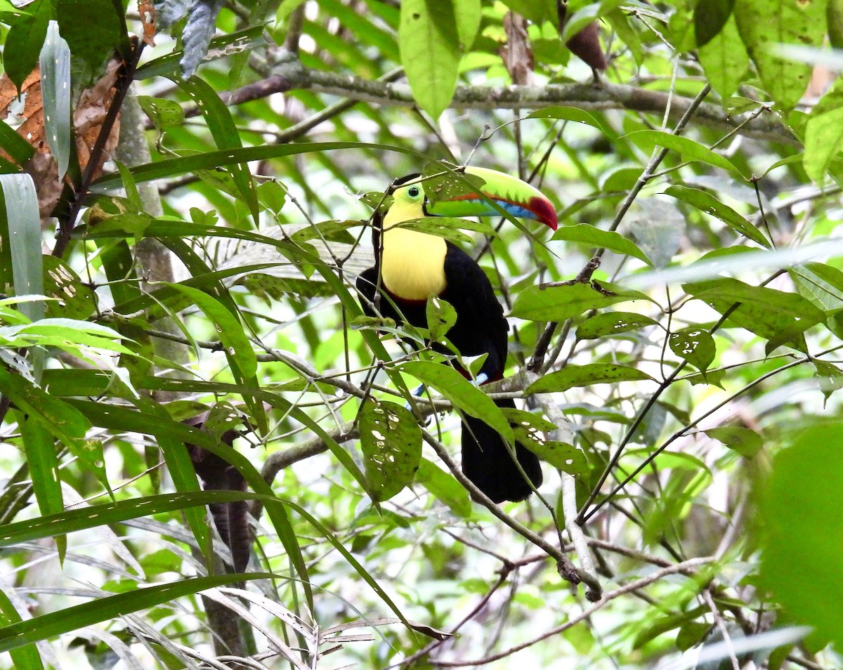 Keel-billed Toucan - ML616197761