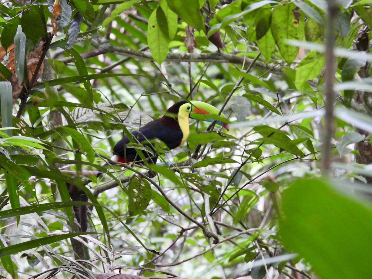 Keel-billed Toucan - ML616197762