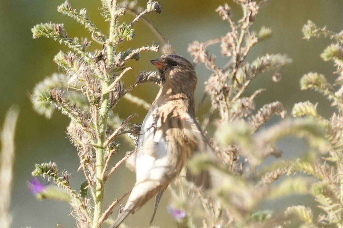 Lesser Redpoll - ML616197777