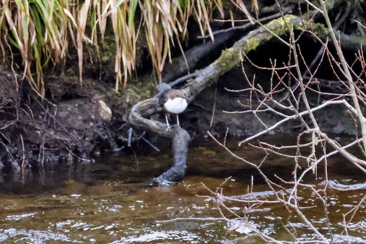 White-throated Dipper - ML616197783