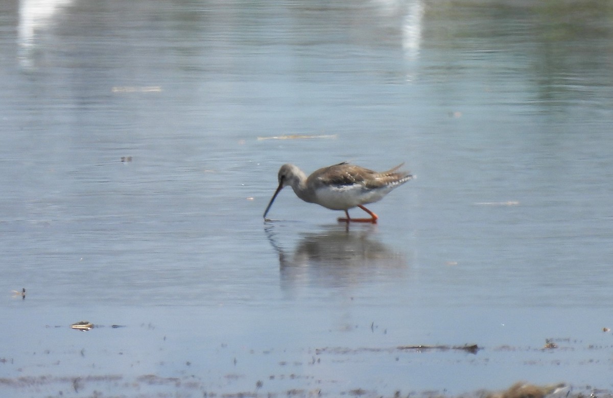Spotted Redshank - ML616197791