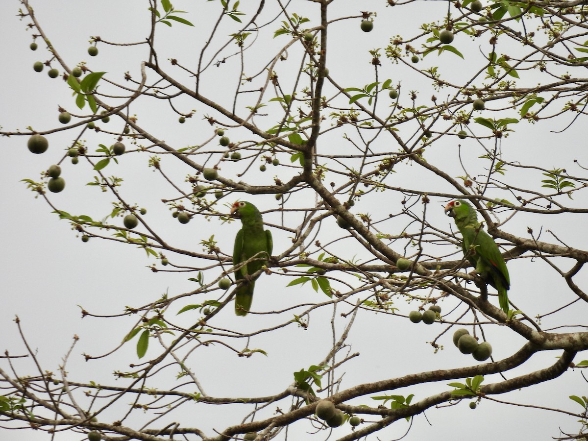 Red-lored Parrot (Red-lored) - ML616197808