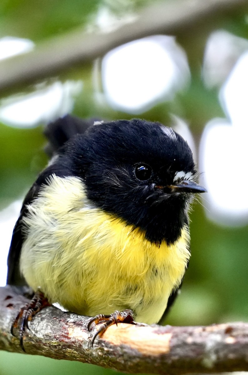 Tomtit - ML616197828