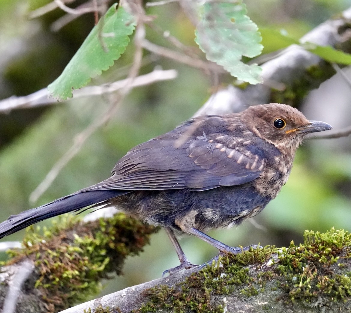 Eurasian Blackbird - Chris Curl