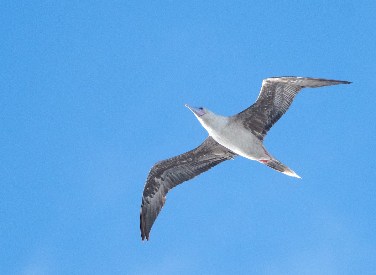 Red-footed Booby - Tom Dougherty