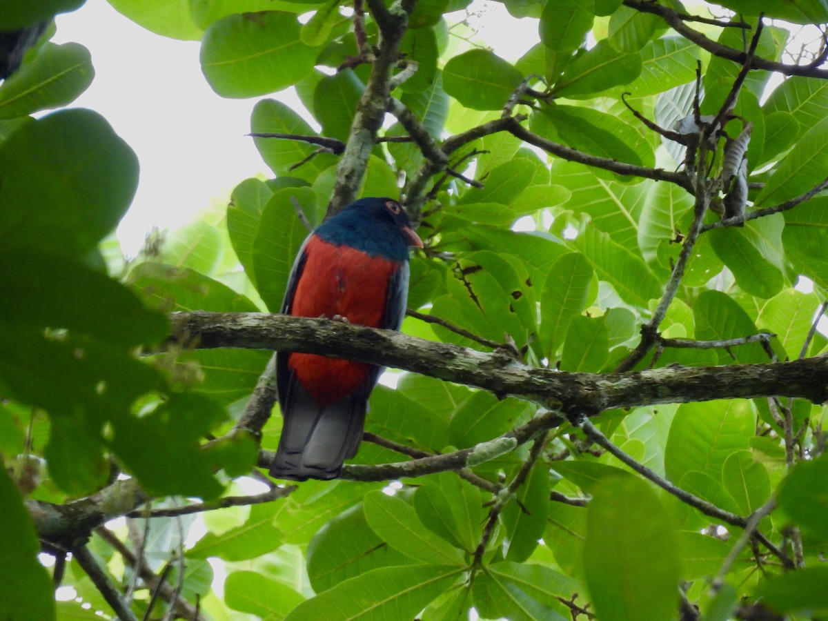 Slaty-tailed Trogon (Massena) - Corinna Honscheid