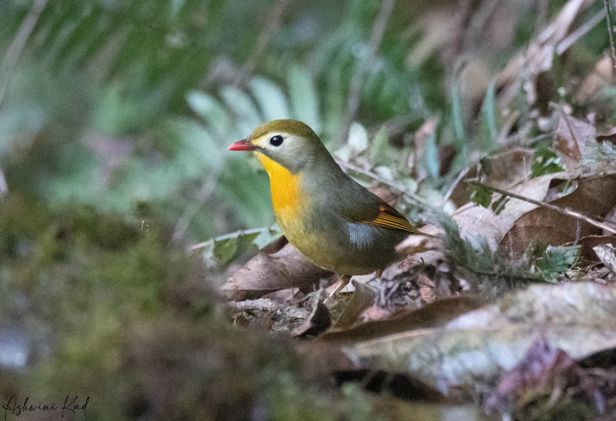 Red-billed Leiothrix - ML616197894