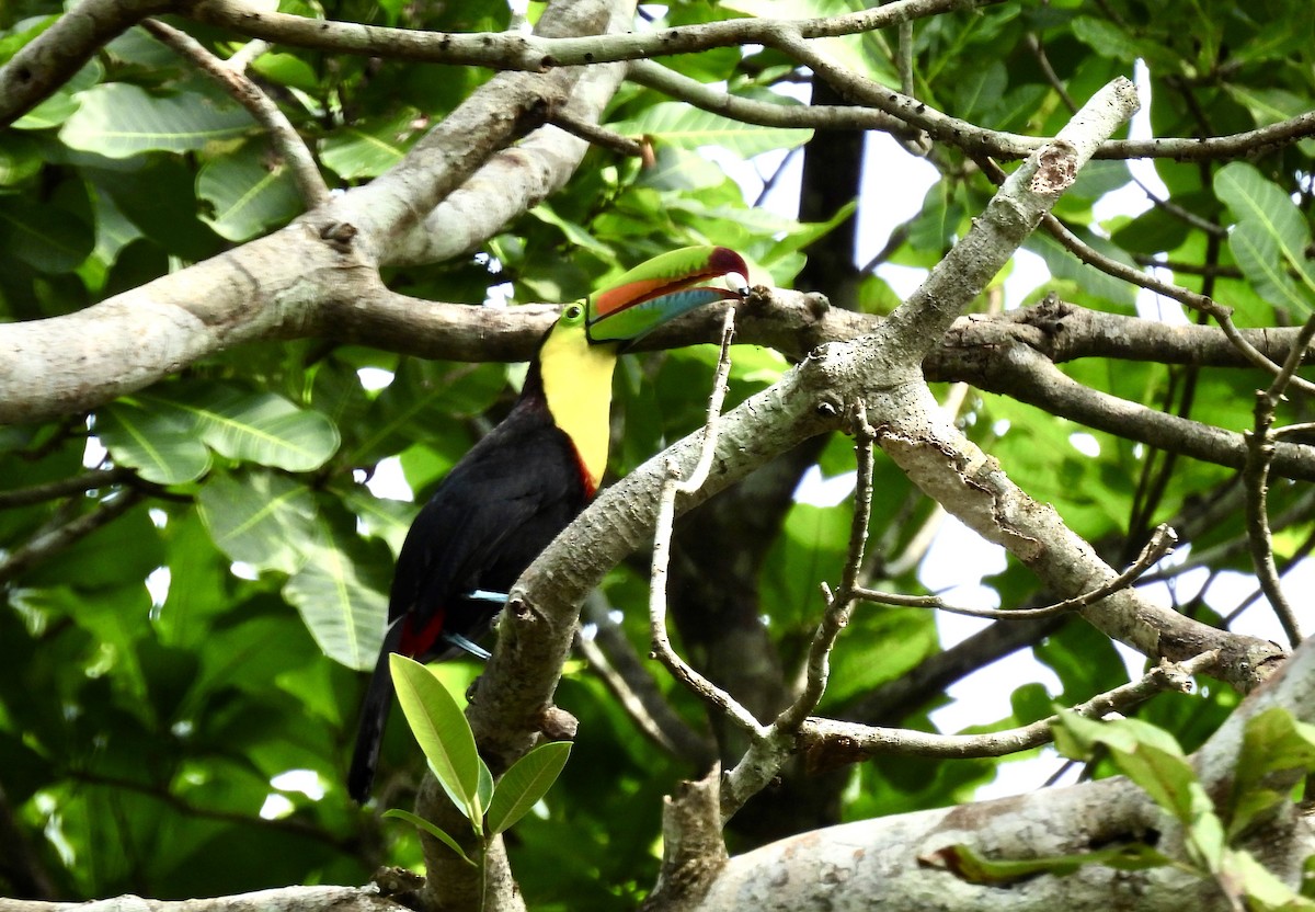 Keel-billed Toucan - ML616197898