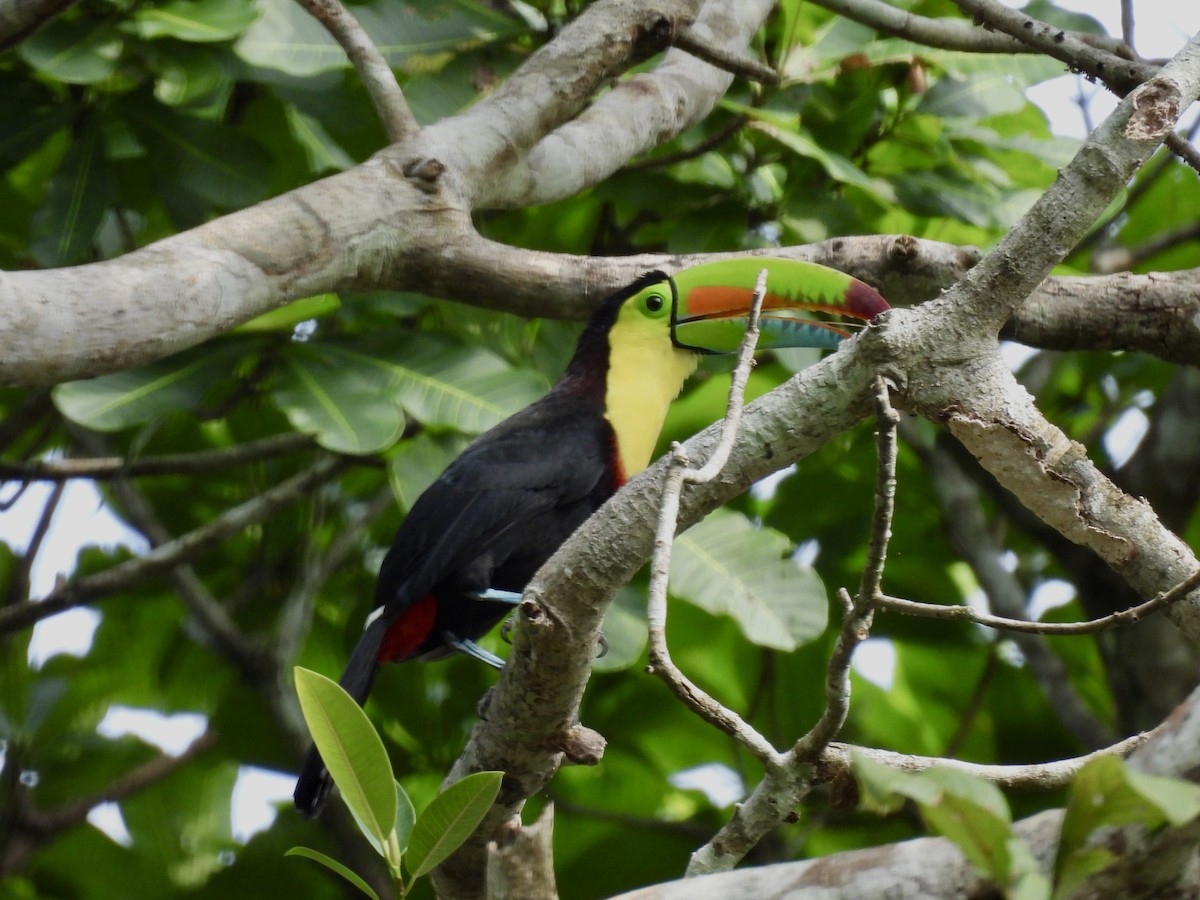 Keel-billed Toucan - ML616197899