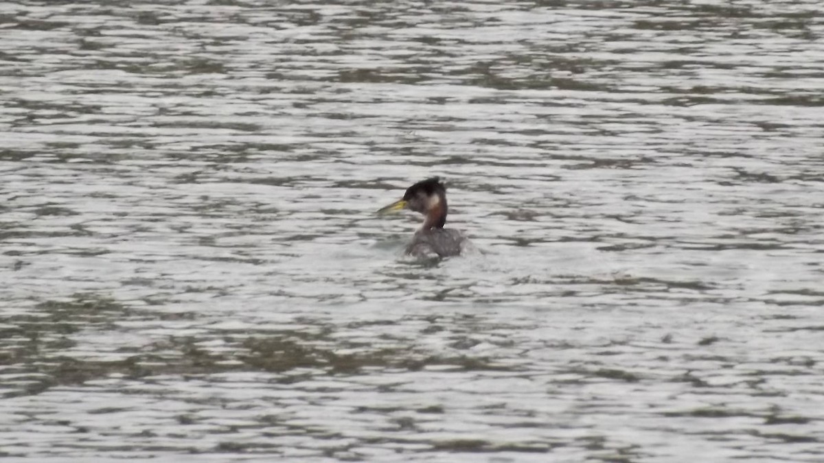 Red-necked Grebe - ML61619791